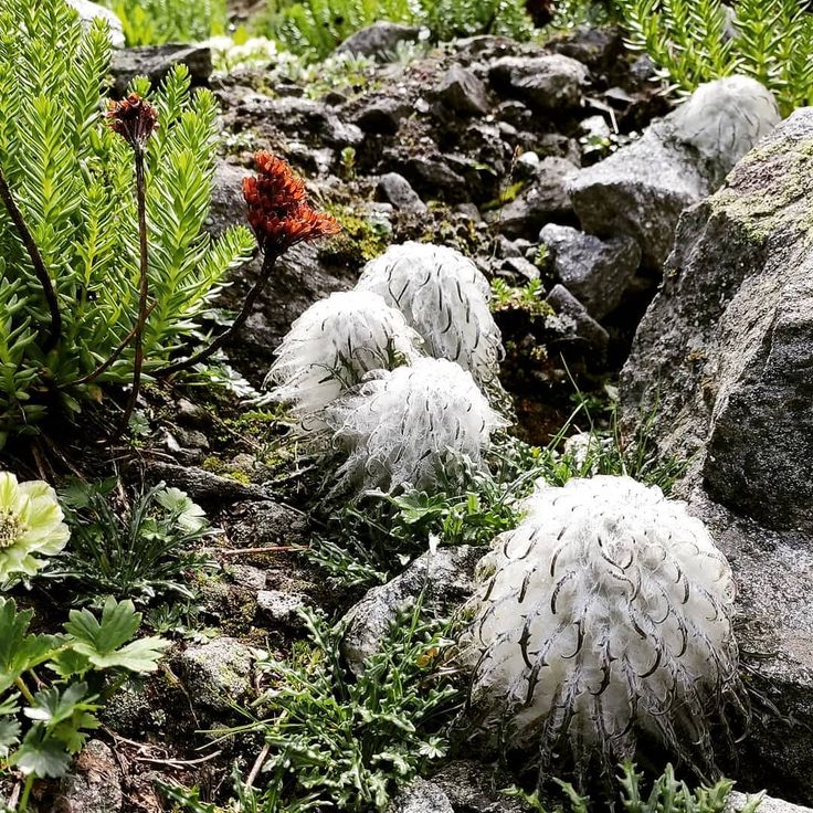 Heirloom Non-GMO Saussurea Plant Seeds for Unique Foliage and Alpine Garden Planting for planting in home garden